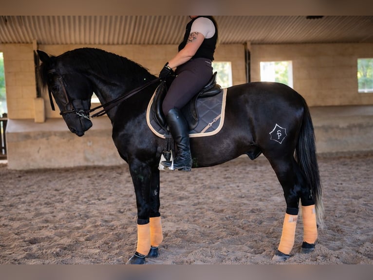 PRE Caballo castrado 5 años 172 cm Tordillo negro in Palma De Mallorca