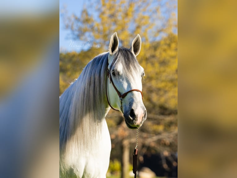 PRE Caballo castrado 5 años 172 cm Tordo in Ullastrell