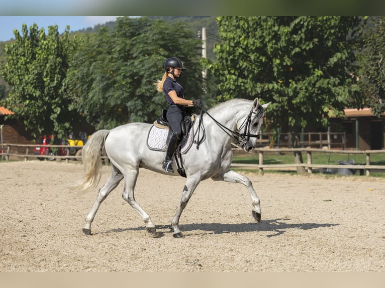 PRE Caballo castrado 5 años 172 cm Tordo in Ullastrell