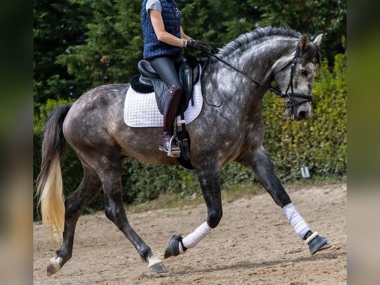 PRE Caballo castrado 5 años 172 cm Tordo in Nortorf