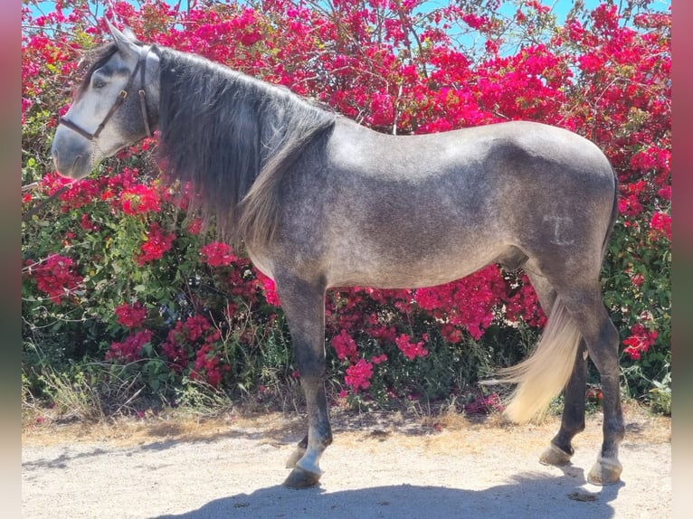 PRE Mestizo Caballo castrado 5 años 172 cm Tordo in Corbera