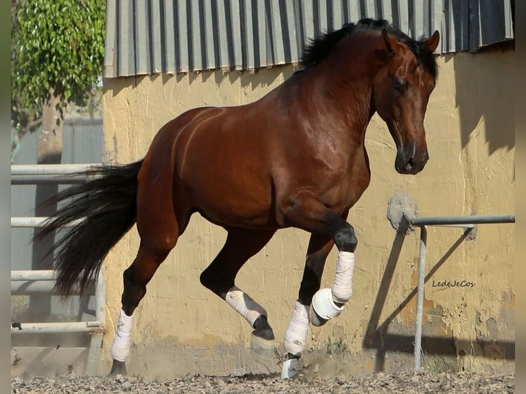 PRE Caballo castrado 5 años 174 cm Castaño in Niederzier