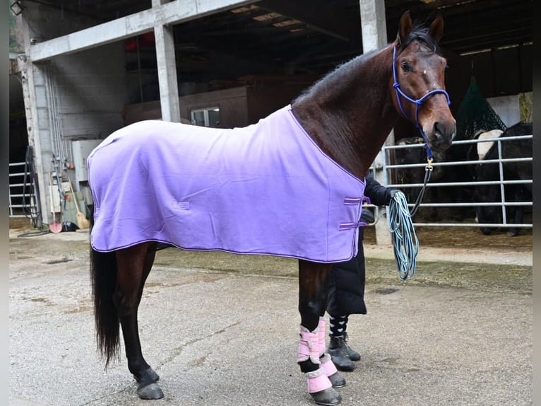 PRE Caballo castrado 5 años 174 cm Castaño in Niederzier