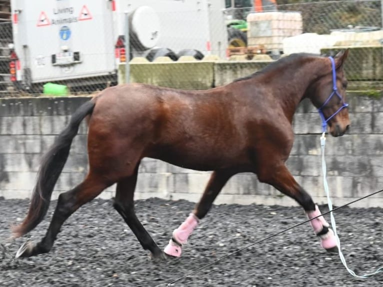 PRE Caballo castrado 5 años 174 cm Castaño in Niederzier