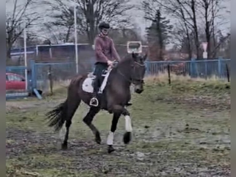 PRE Caballo castrado 5 años 174 cm Castaño in Niederzier