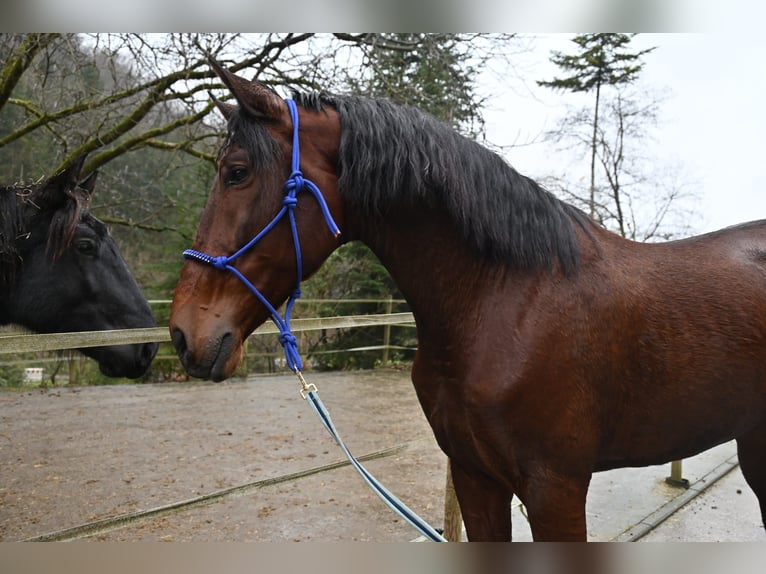 PRE Caballo castrado 5 años 174 cm Castaño in Niederzier