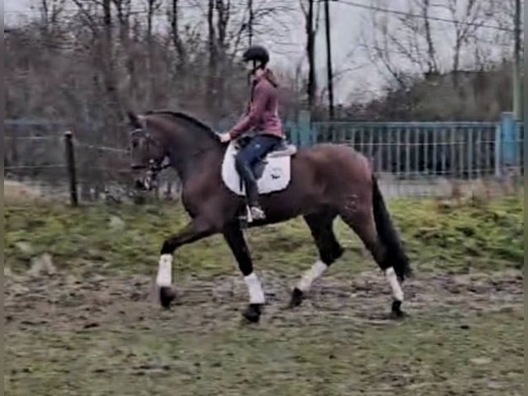 PRE Caballo castrado 5 años 174 cm Castaño in Niederzier