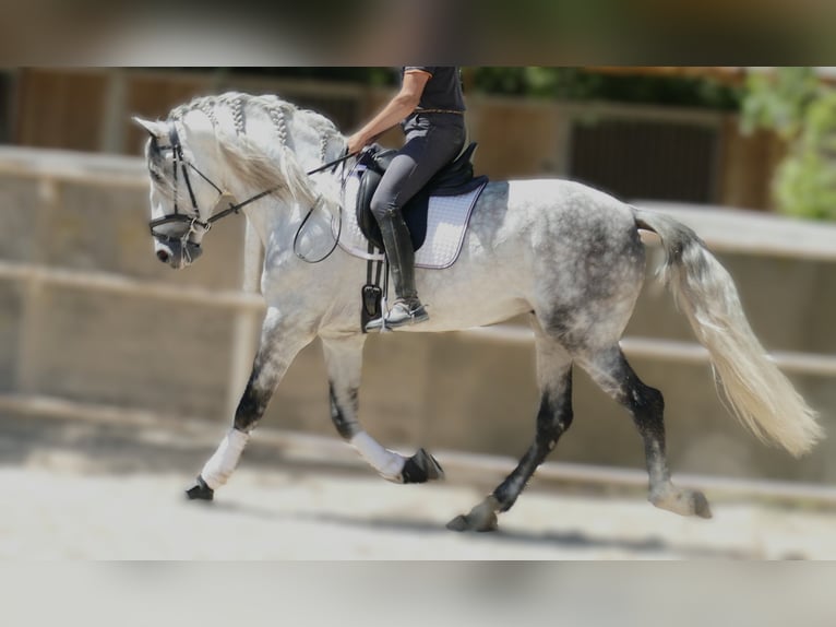 PRE Mestizo Caballo castrado 5 años 174 cm Tordo rodado in Barcelona