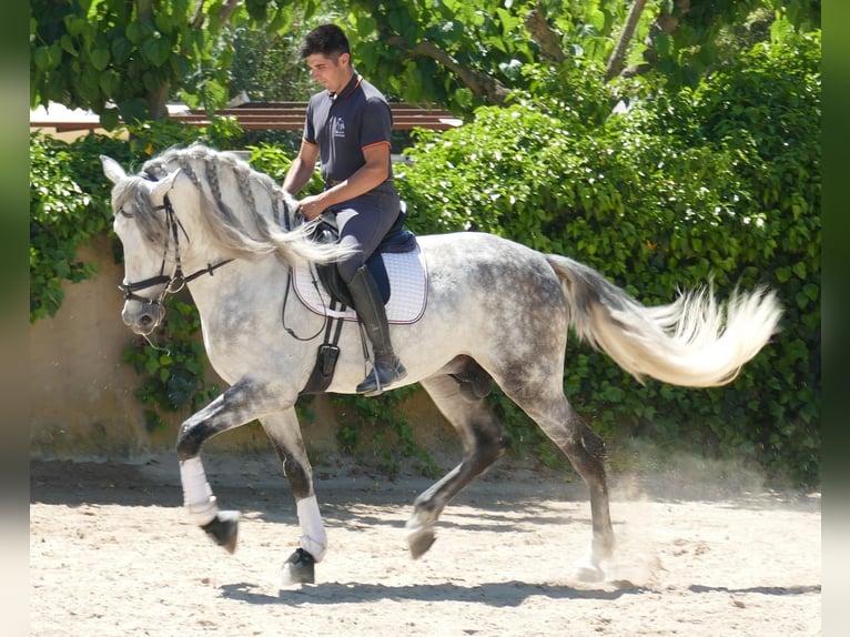 PRE Mestizo Caballo castrado 5 años 174 cm Tordo rodado in Barcelona