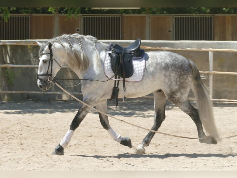 PRE Mestizo Caballo castrado 5 años 174 cm Tordo rodado in Barcelona