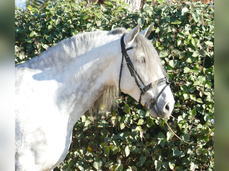 PRE Mestizo Caballo castrado 5 años 174 cm Tordo rodado in Barcelona