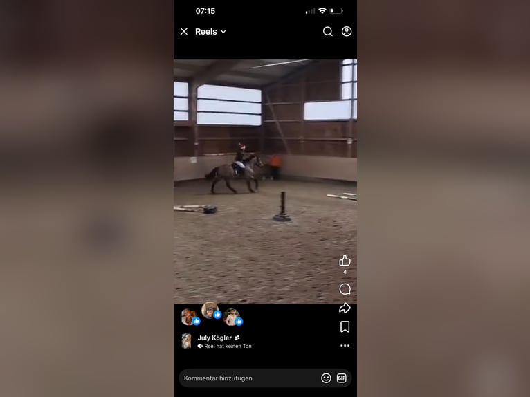 PRE Mestizo Caballo castrado 5 años 175 cm Buckskin/Bayo in Oberzirking