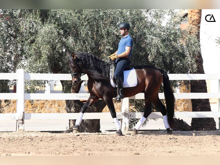 PRE Caballo castrado 5 años 175 cm Castaño oscuro in Zarzalico