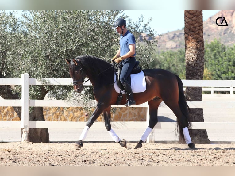 PRE Caballo castrado 5 años 175 cm Castaño oscuro in Zarzalico