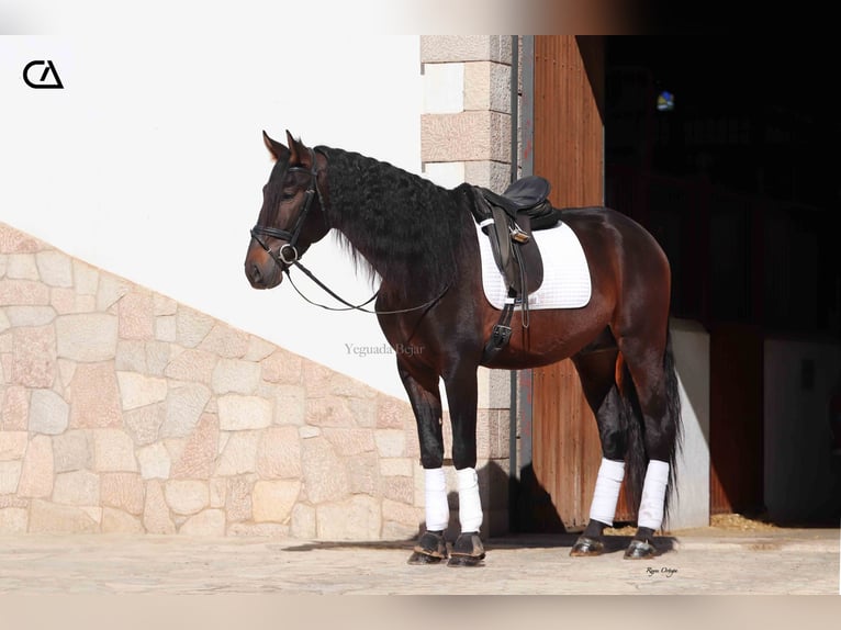 PRE Caballo castrado 5 años 175 cm Castaño oscuro in Zarzalico