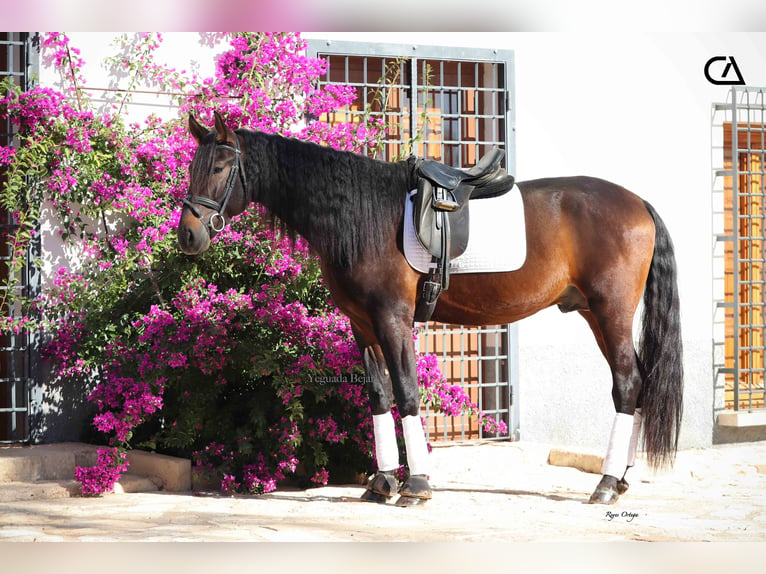 PRE Caballo castrado 5 años 175 cm Castaño oscuro in Zarzalico