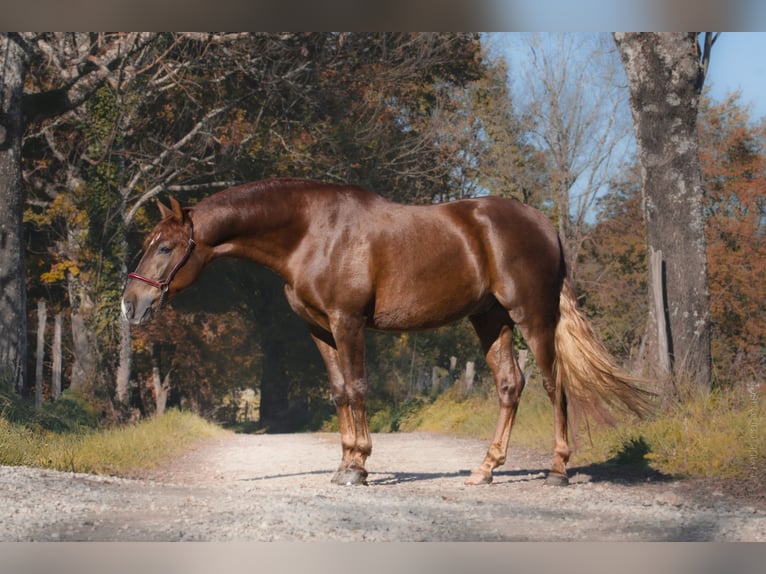 PRE Mestizo Caballo castrado 5 años Alazán in Betchat