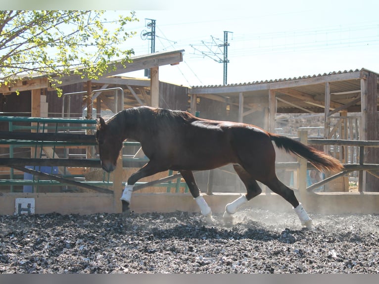PRE Mestizo Caballo castrado 5 años Alazán in Muchamiel