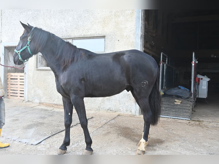 PRE Mestizo Caballo castrado 5 años in Klettgau
