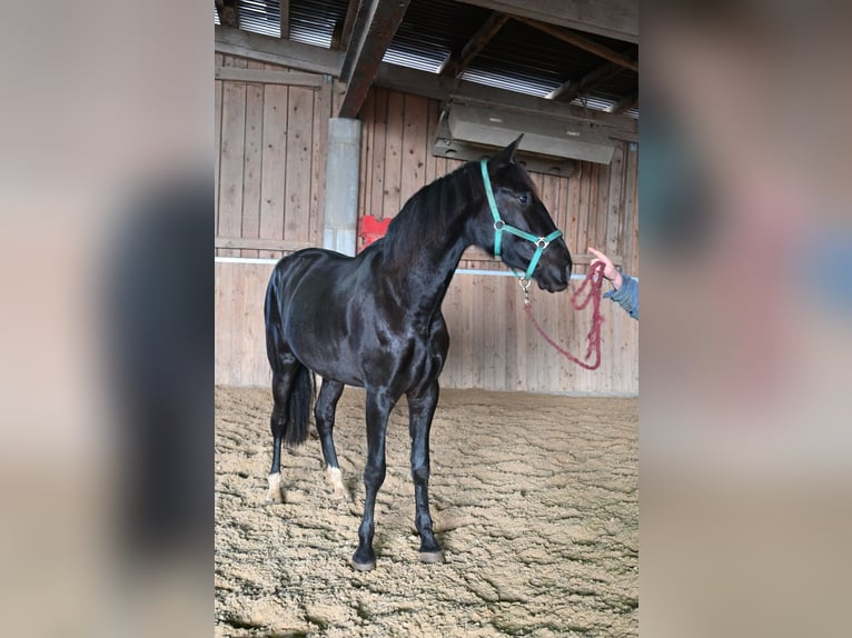 PRE Mestizo Caballo castrado 5 años in Klettgau