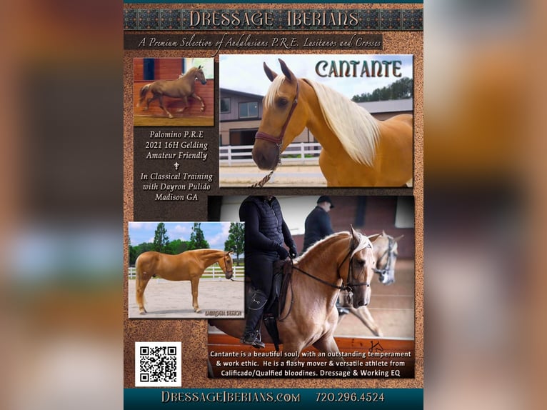 PRE Caballo castrado 5 años Palomino in Madison, GA