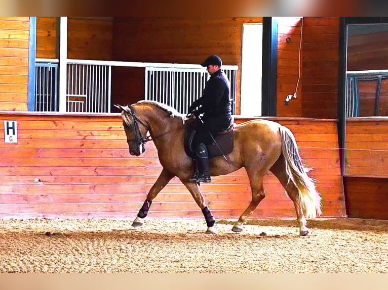 PRE Caballo castrado 5 años Palomino in Madison, GA