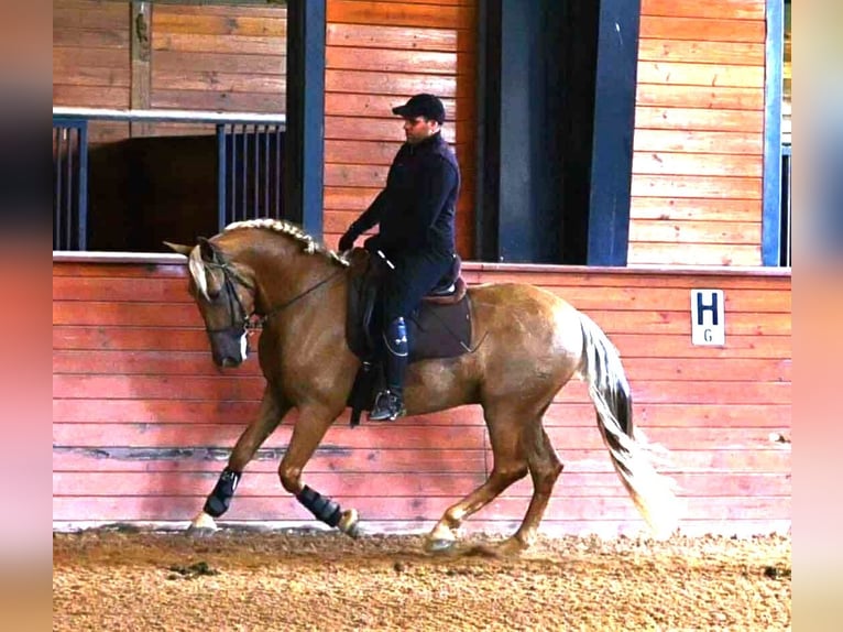 PRE Caballo castrado 5 años Palomino in Madison, GA