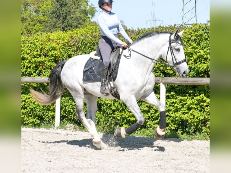 PRE Caballo castrado 5 años Tordo in Neustadt (Wied)