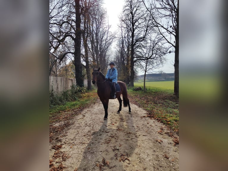 PRE Mestizo Caballo castrado 6 años 150 cm Castaño oscuro in Gnadendorf