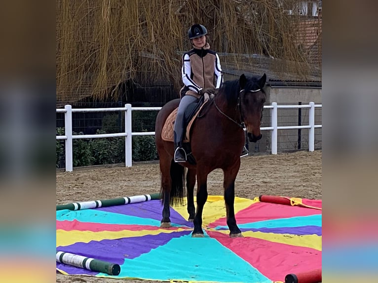 PRE Mestizo Caballo castrado 6 años 150 cm Castaño oscuro in Gnadendorf