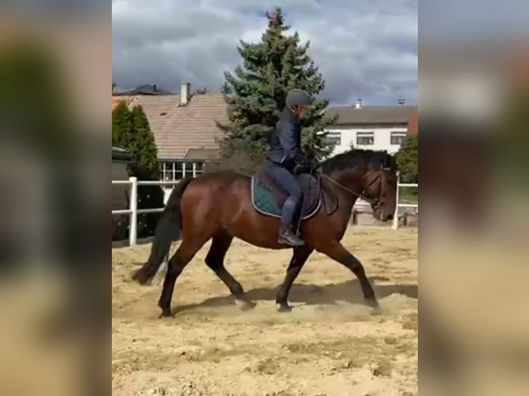 PRE Mestizo Caballo castrado 6 años 150 cm Castaño oscuro in Gnadendorf