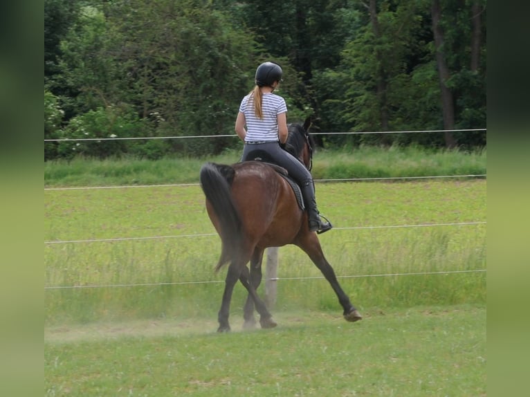 PRE Mestizo Caballo castrado 6 años 150 cm Castaño oscuro in Gnadendorf