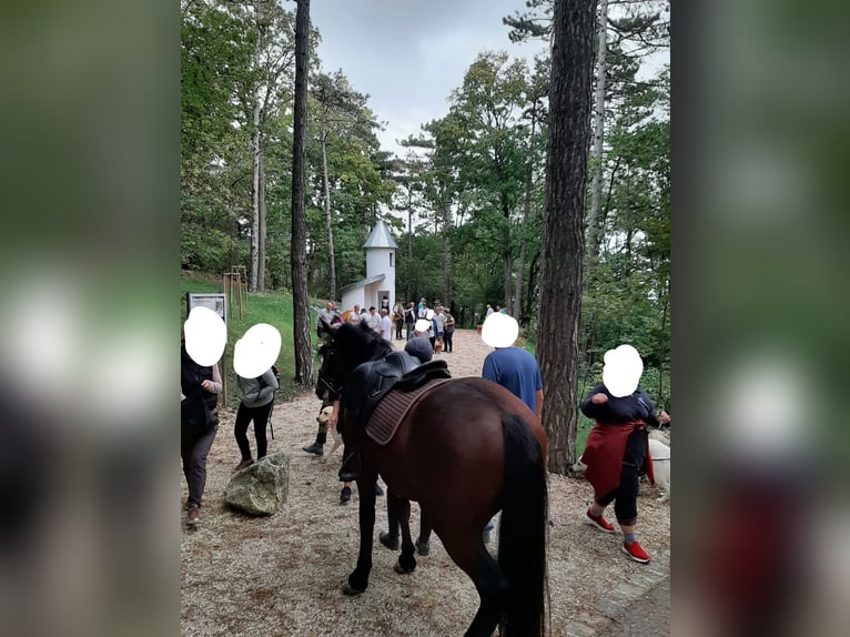 PRE Mestizo Caballo castrado 6 años 150 cm Castaño oscuro in Gnadendorf