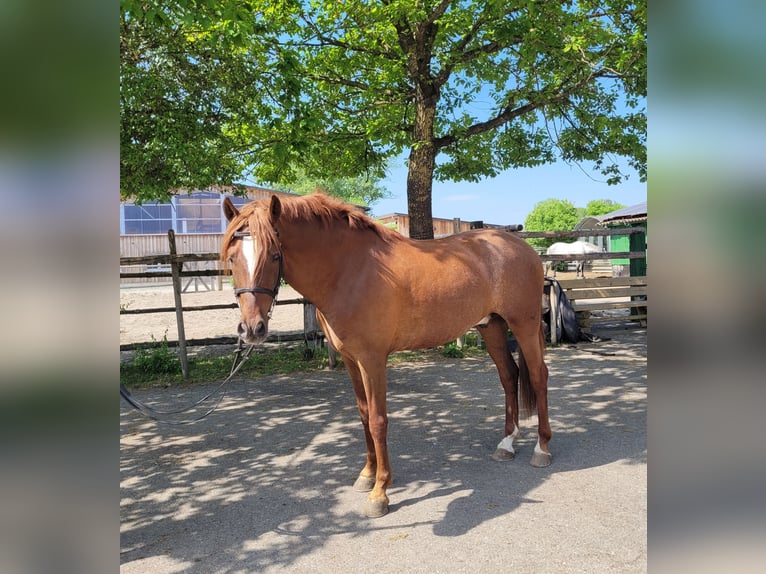 PRE Mestizo Caballo castrado 6 años 153 cm Alazán in Karlshuld