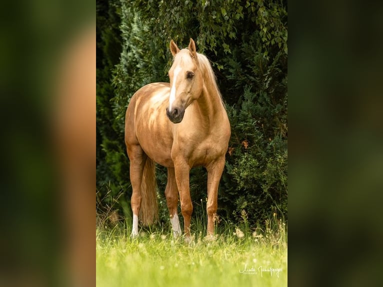 PRE Mestizo Caballo castrado 6 años 153 cm Palomino in Feuchtwangen