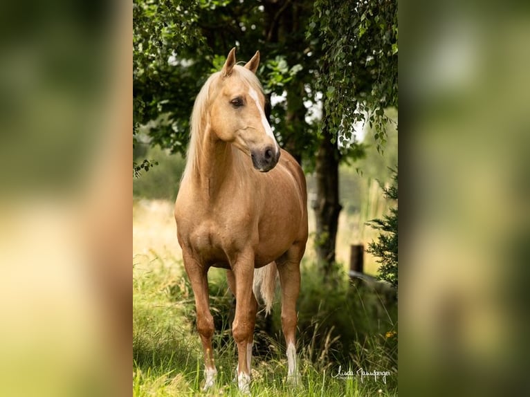 PRE Mestizo Caballo castrado 6 años 153 cm Palomino in Feuchtwangen