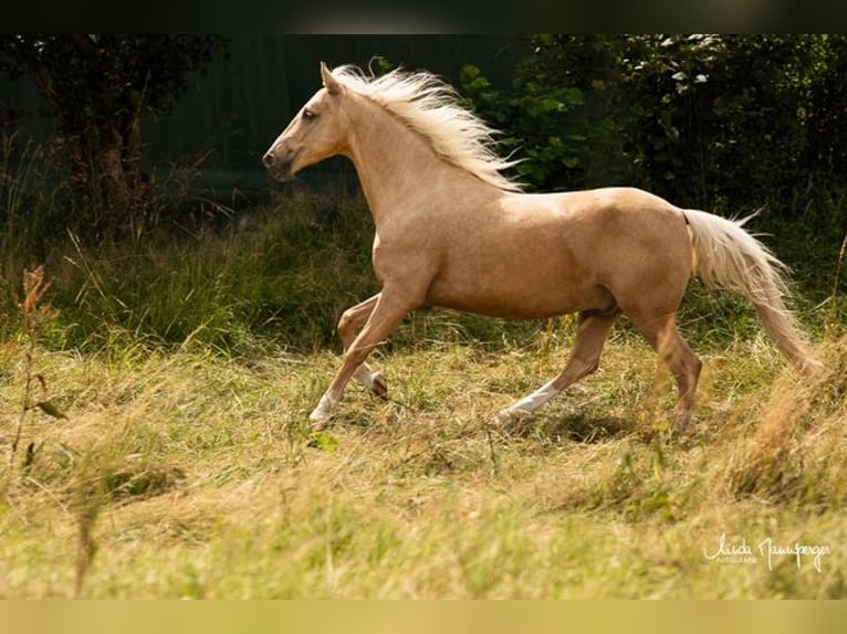 PRE Mestizo Caballo castrado 6 años 153 cm Palomino in Feuchtwangen