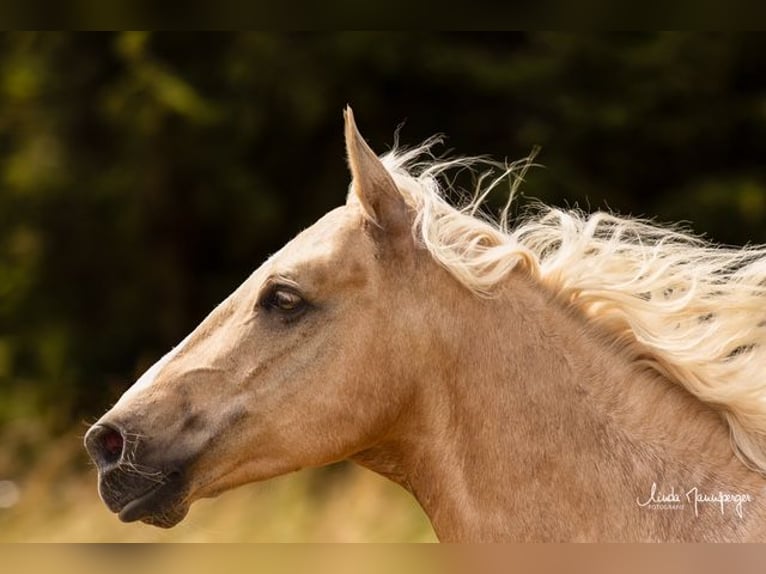 PRE Mestizo Caballo castrado 6 años 153 cm Palomino in Feuchtwangen