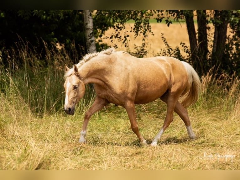 PRE Mestizo Caballo castrado 6 años 153 cm Palomino in Feuchtwangen