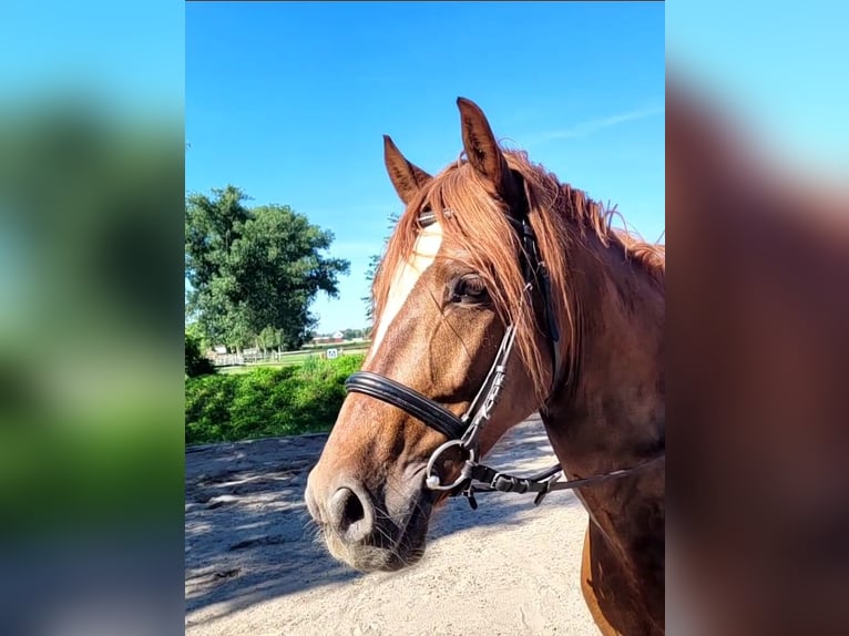 PRE Mestizo Caballo castrado 6 años 154 cm Alazán in Karlshuld