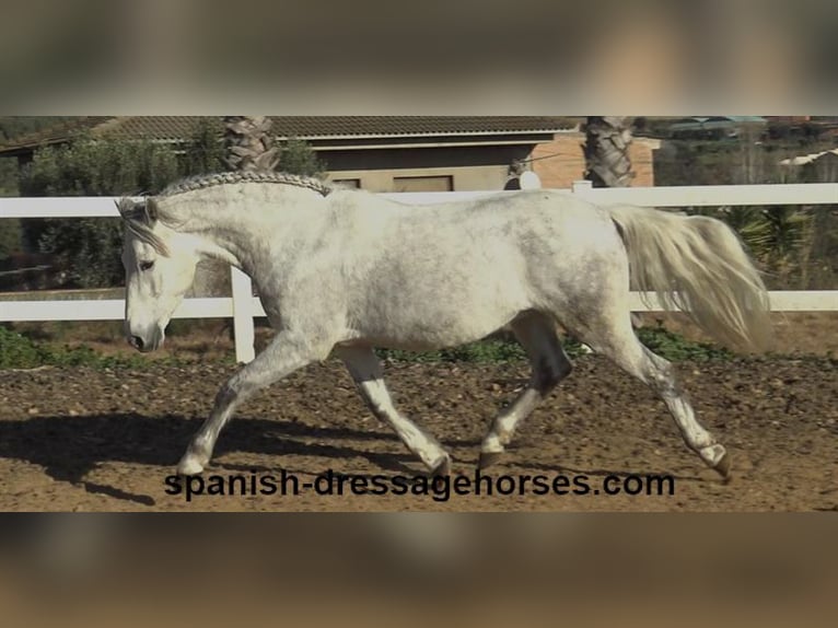 PRE Mestizo Caballo castrado 6 años 155 cm Tordo in Barcelona