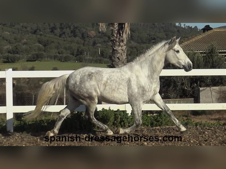 PRE Mestizo Caballo castrado 6 años 155 cm Tordo in Barcelona