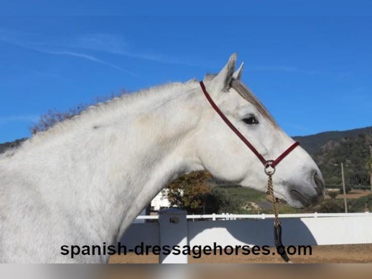 PRE Mestizo Caballo castrado 6 años 155 cm Tordo in Barcelona