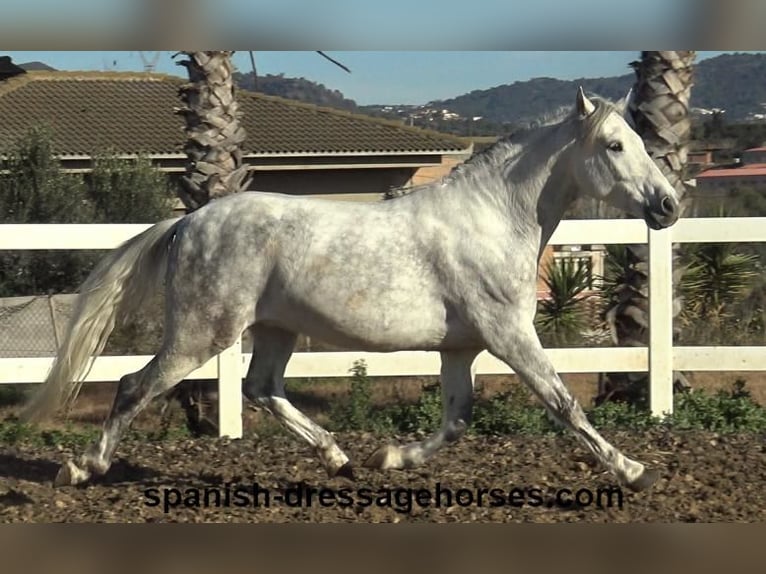 PRE Mestizo Caballo castrado 6 años 155 cm Tordo in Barcelona