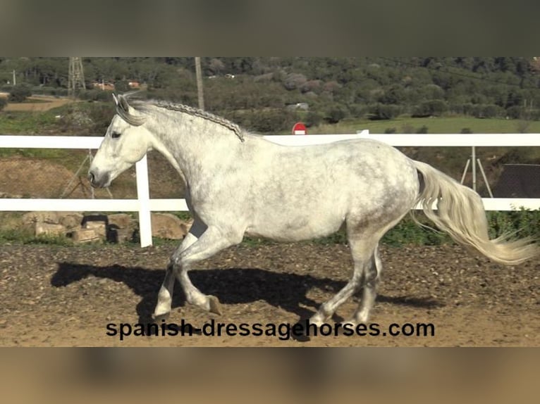 PRE Mestizo Caballo castrado 6 años 155 cm Tordo in Barcelona