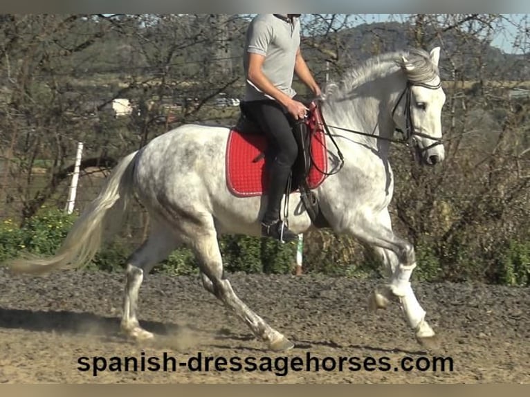 PRE Mestizo Caballo castrado 6 años 155 cm Tordo in Barcelona