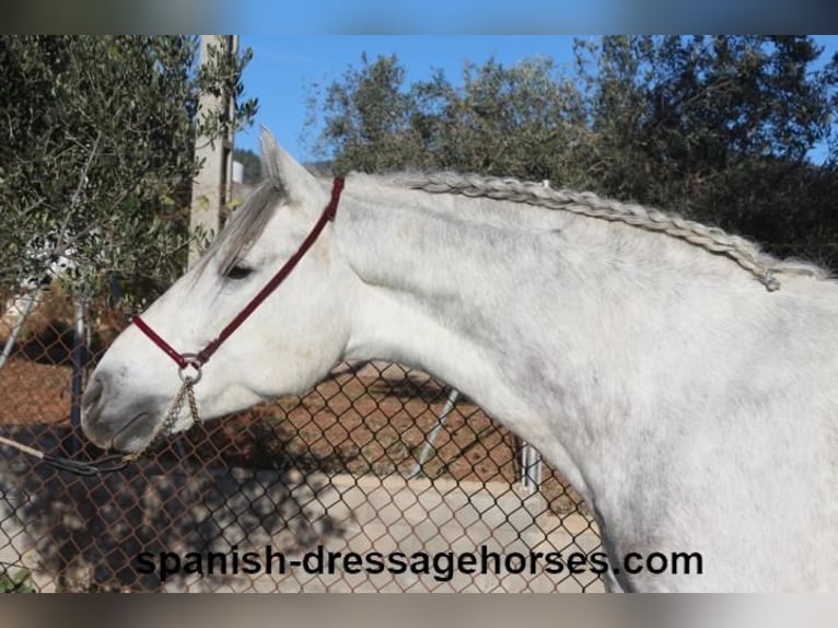 PRE Mestizo Caballo castrado 6 años 155 cm Tordo in Barcelona