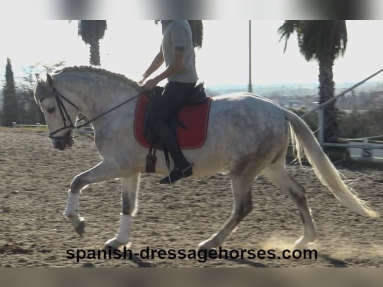 PRE Caballo castrado 6 años 155 cm Tordo in Barcelona