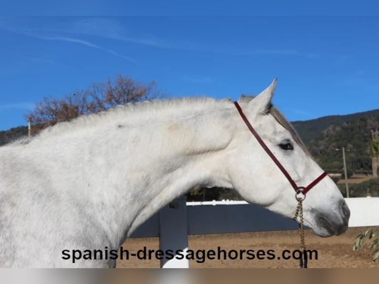 PRE Mestizo Caballo castrado 6 años 155 cm Tordo in Barcelona