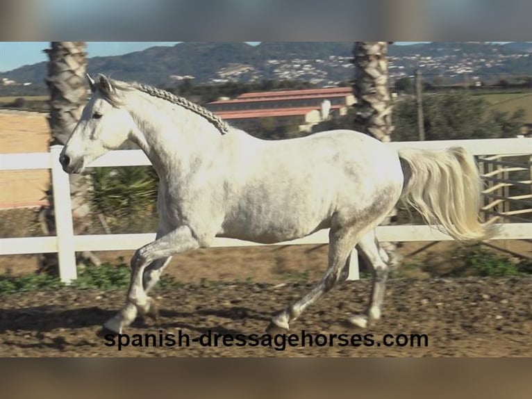 PRE Mestizo Caballo castrado 6 años 155 cm Tordo in Barcelona